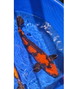 Hi Utsuri Ginrin: 22 Inch