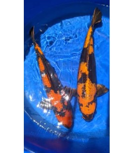 Kin Ki Utsuri: 25 Inch